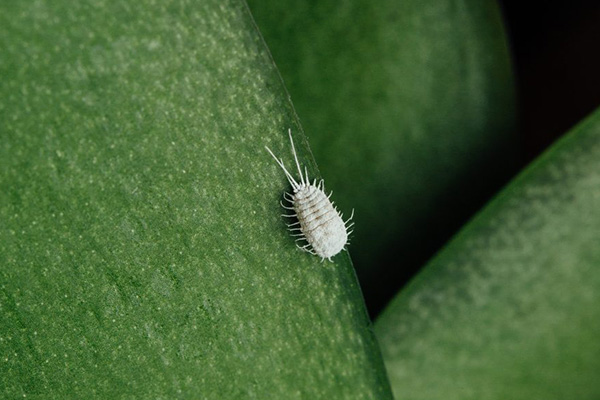 Mealybug на листа на орхидея