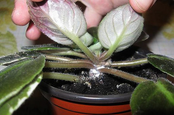 Violette infestée de cochenilles