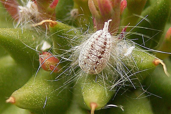 Cochenille sur un cactus