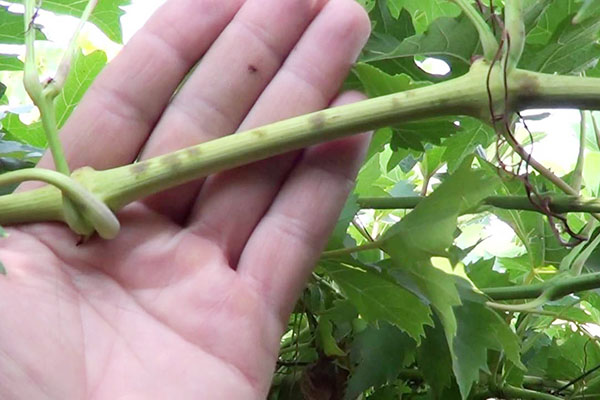 Manifestations d'oïdium sur la vigne