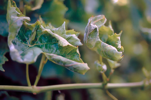 La vigne affectée par l'oïdium