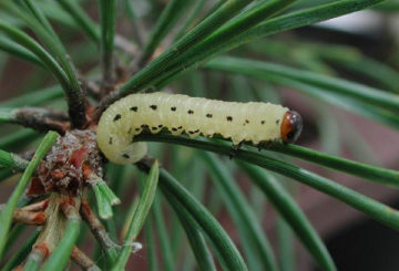 Mouche du pin