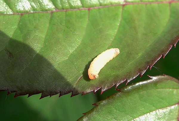 Sawfly sur les roses