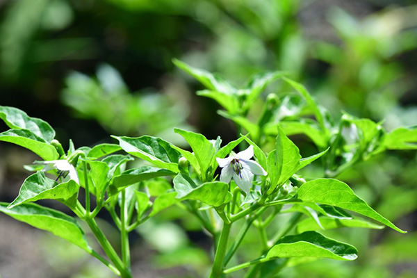 Poivron en fleurs