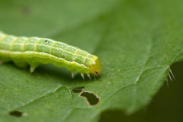 Chenille sur une feuille