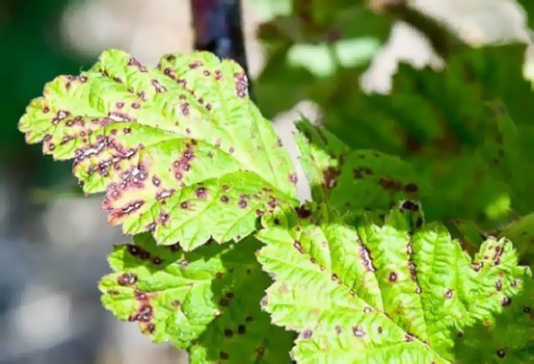 Signes de septoriose sur les feuilles