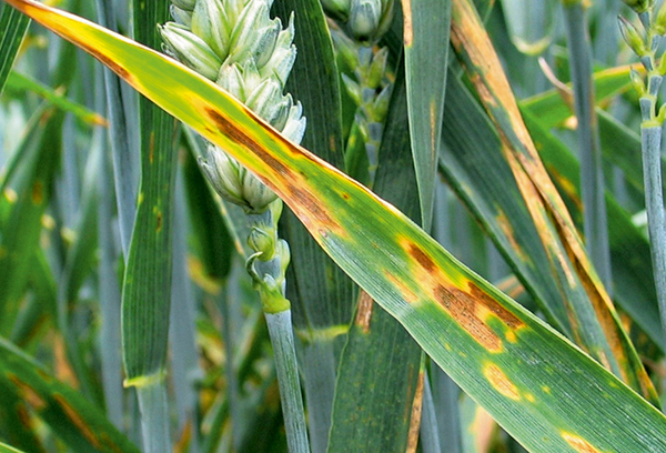 Septoria de blé