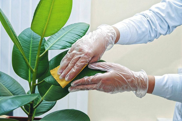 Frotter les feuilles de ficus