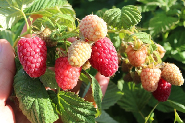 Variétés de framboises Lilac fog