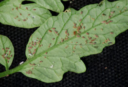 Puceron de la pomme de terre sur une feuille de tomate