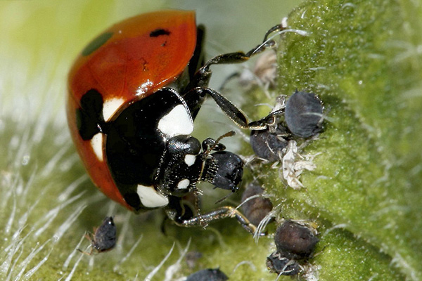 Ladybug mange des pucerons