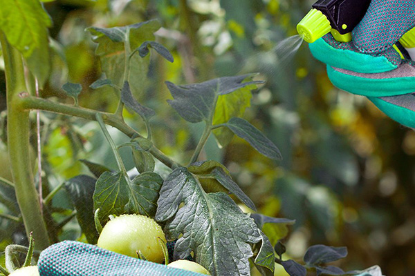 Pulvériser des tomates