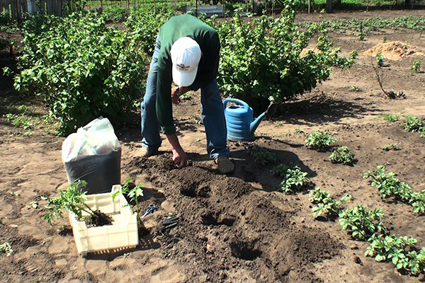 Planter des tomates en pleine terre