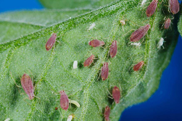 Pucerons sur une feuille de tomate