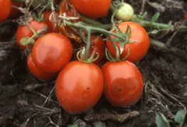 Brosse à tomates infectée par l'anthracnose