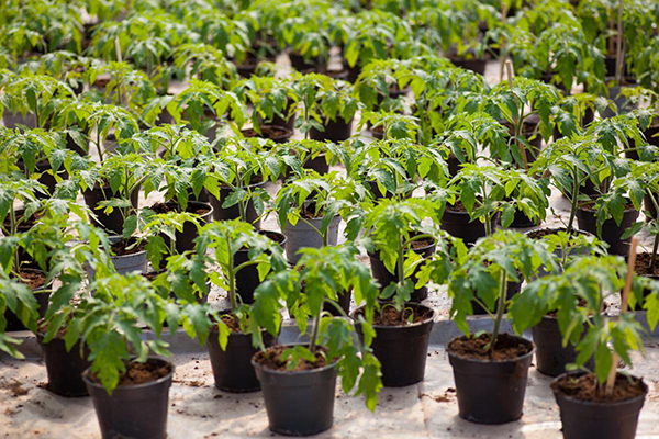 Les plants de tomates en pots