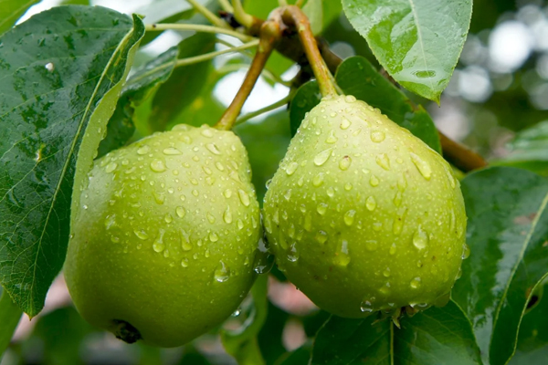 Poires après la pluie