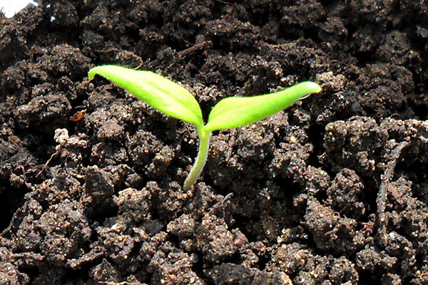 Plantules de tomates