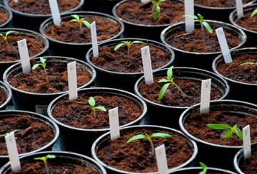 Les semis de tomates en pots