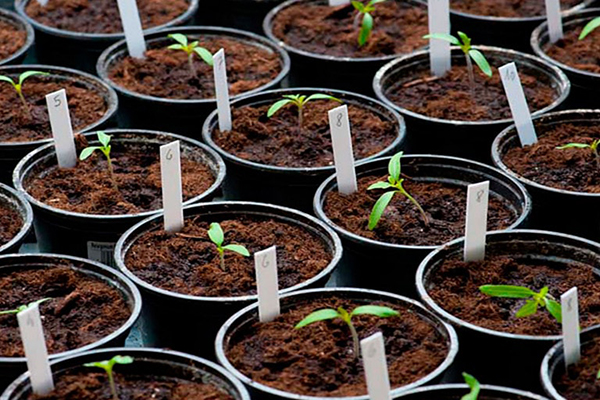 Les semis de tomates en pots