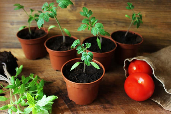 Cueillette des plants dans des pots séparés