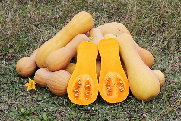 Potiron Butternut