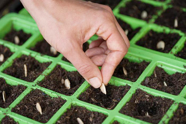 Planter des graines de citrouille