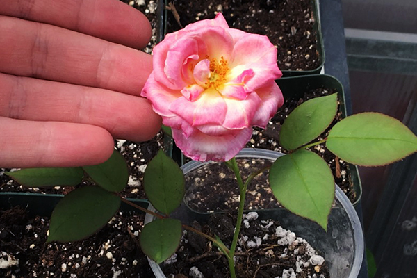 Rose en fleurs dans une tasse