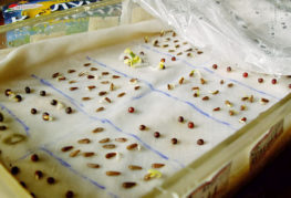 Germination des graines avant la plantation