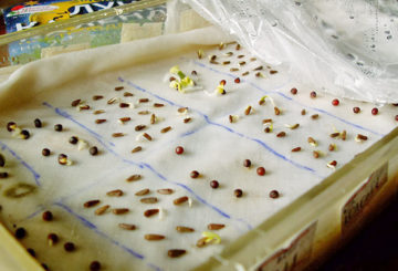 Germination des graines avant la plantation