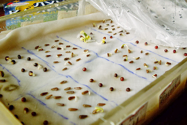 Germination des graines avant la plantation