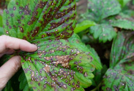 Manifestations d'anthracnose sur les feuilles de fraisier