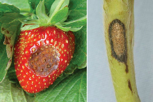 Signes d'anthracnose à la fraise