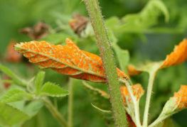 Rouille de la framboise