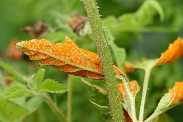 Rouille de la framboise