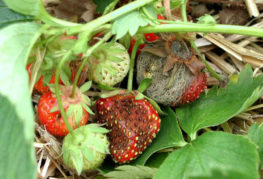 Symptômes de la pourriture grise sur les fraises