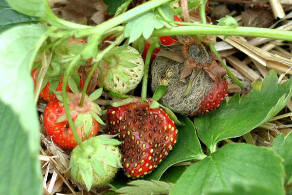 Symptômes de la pourriture grise sur les fraises