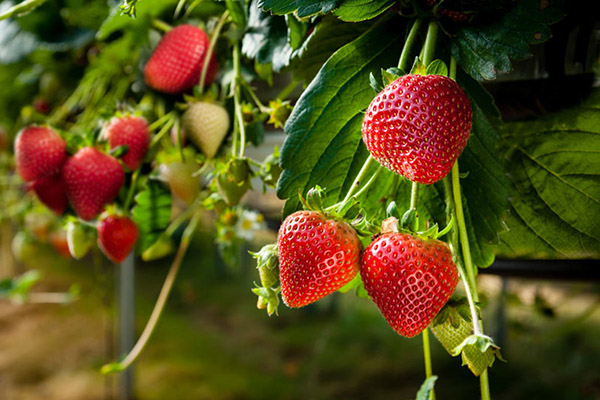 Fraises