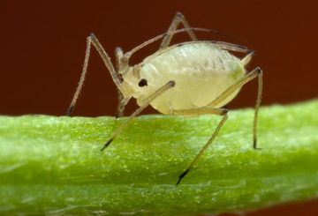 Puceron blanc