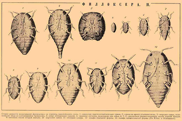 Cycle de vie du phylloxéra