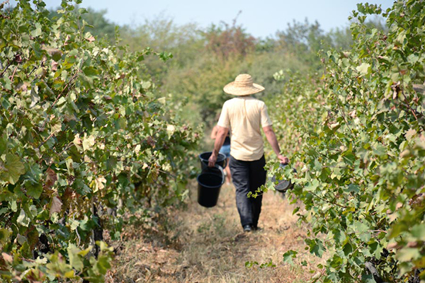 Entretien du vignoble