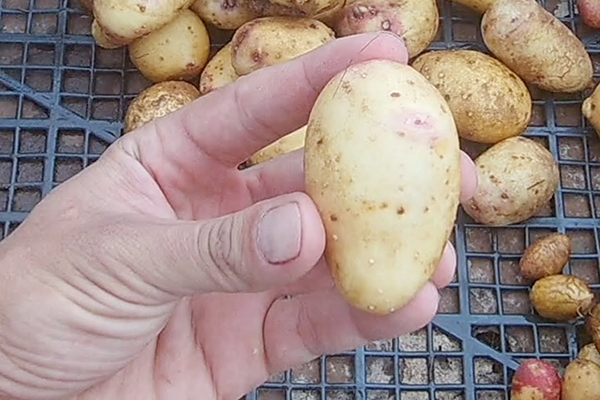 Jeunes pommes de terre issues de graines