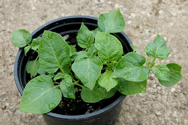 Semis de pomme de terre dans un pot