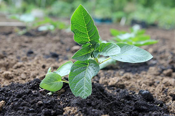 Pommes de terre après plantation dans le sol