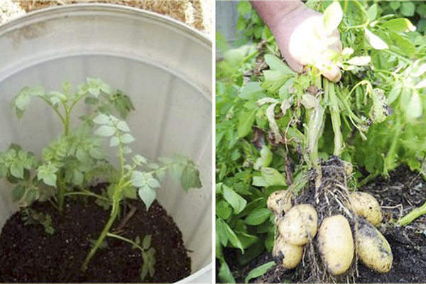 Cultiver des pommes de terre dans un seau