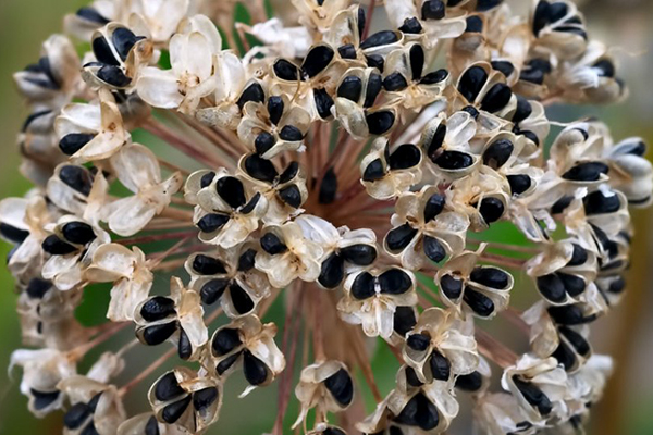 Tige de fleur d'oignon avec graines