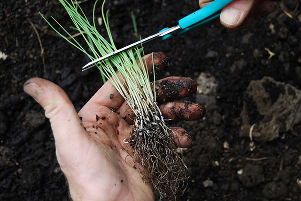 Taille des semis d'oignon avant de les planter en pleine terre