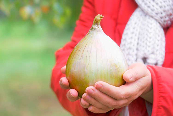 Gros oignon à la main