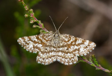 Papillon commun