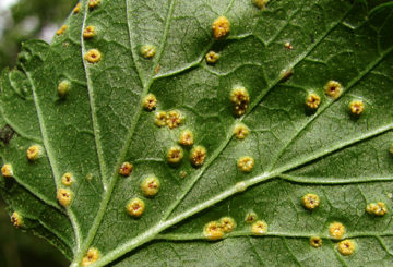 Symptômes de rouille des gobelets